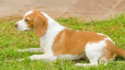 CHIEN COURANT D ISTRIE A POIL RAS