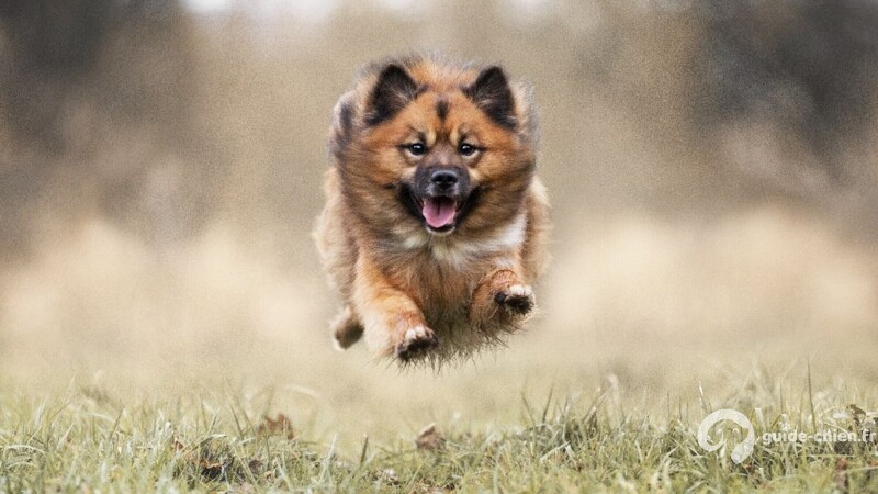 CHIEN DE BERGER ISLANDAIS