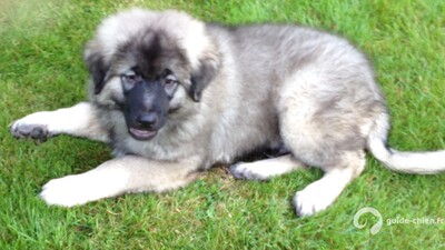 CHIEN DE BERGER YOUGOSLAVE DE CHARPLANINA