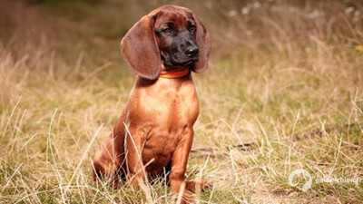 CHIEN DE RECHERCHE AU SANG DE HANOVRE