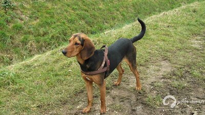CHIEN COURANT GREC