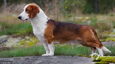 BASSET DE WESTPHALIE