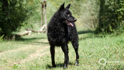 CHIEN BERGER CROATE