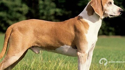 CHIEN COURANT DE HYGEN