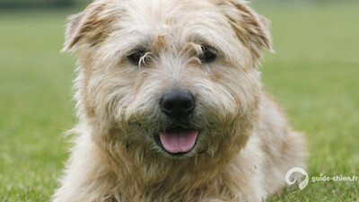 TERRIER IRLANDAIS GLEN OF IMAAL
