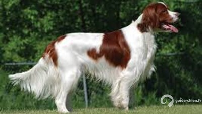 SETTER IRLANDAIS ROUGE ET BLANC