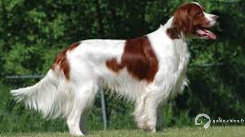 SETTER IRLANDAIS ROUGE ET BLANC
