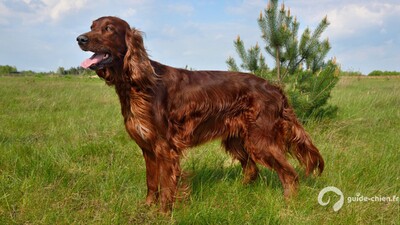 SETTER IRLANDAIS ROUGE