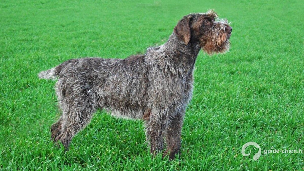 GRIFFON A POIL DUR KORTHALS