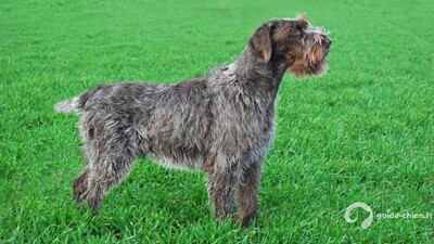 GRIFFON A POIL DUR KORTHALS
