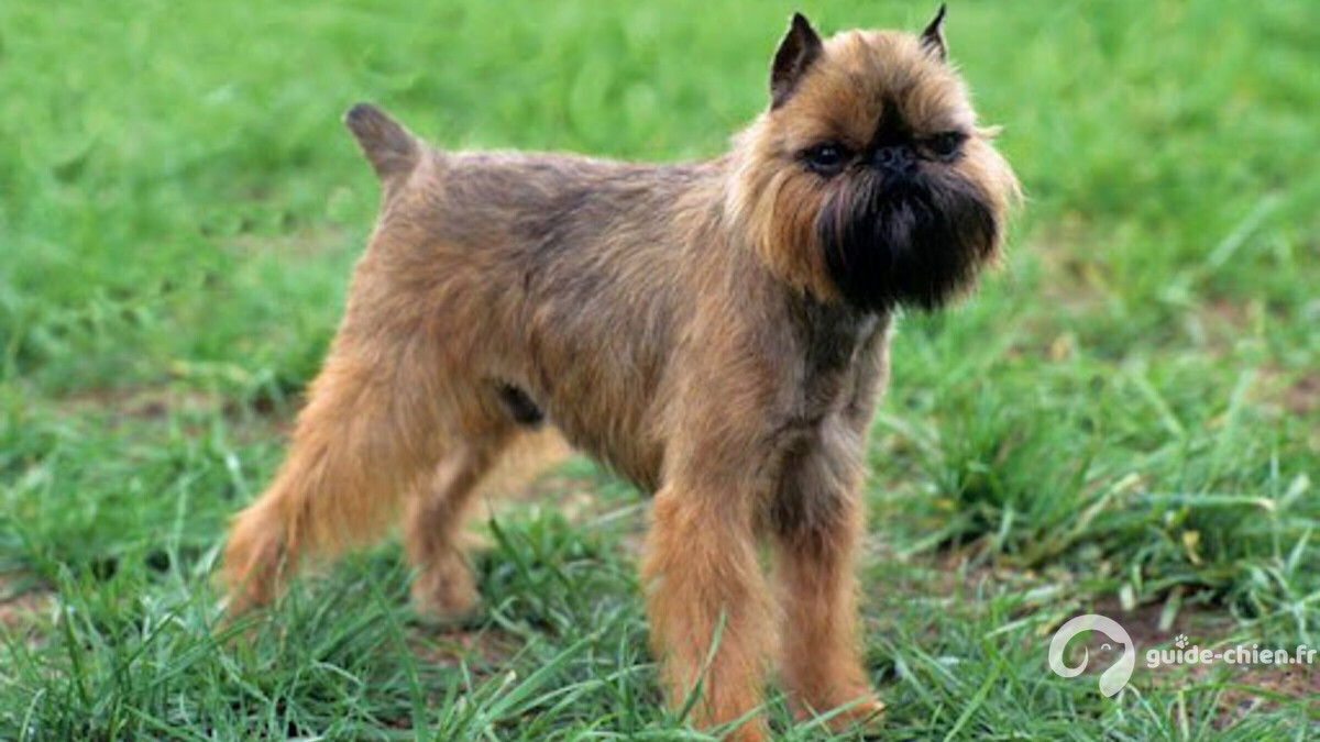 GRIFFON BELGE