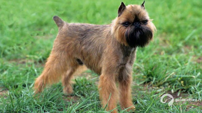 GRIFFON BELGE