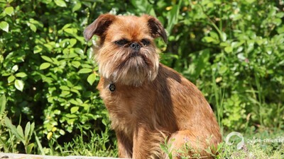 GRIFFON BRUXELLOIS