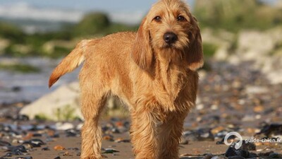 GRIFFON FAUVE DE BRETAGNE