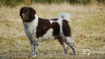 CHIEN D'EAU FRISON