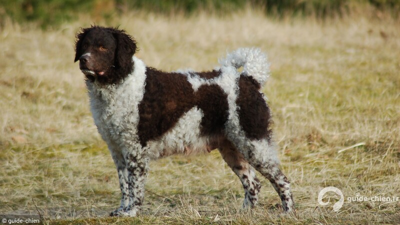 CHIEN D'EAU FRISON
