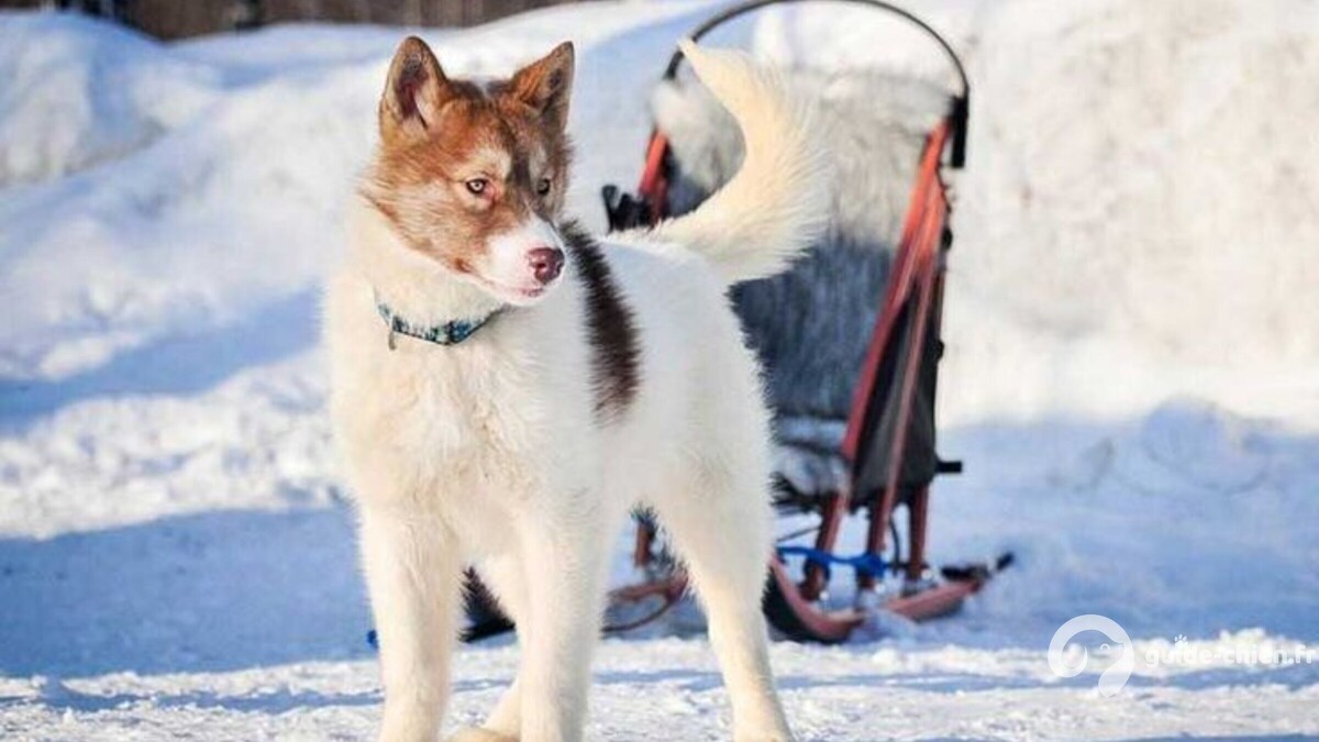 CHIEN DU GROENLAND