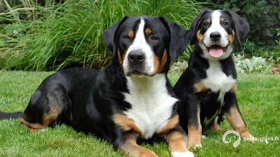 GRAND BOUVIER SUISSE