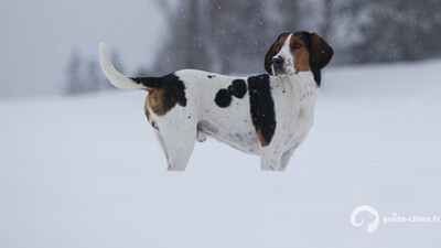 CHIEN COURANT DE HALDEN