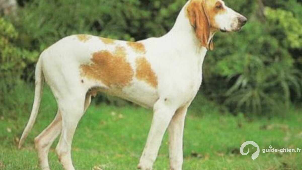 GRAND ANGLO FRANCAIS BLANC ORANGE