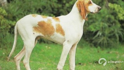 GRAND ANGLO FRANCAIS BLANC ORANGE