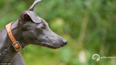 WHIPPET