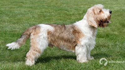 GRAND BASSET GRIFFON VENDEEN