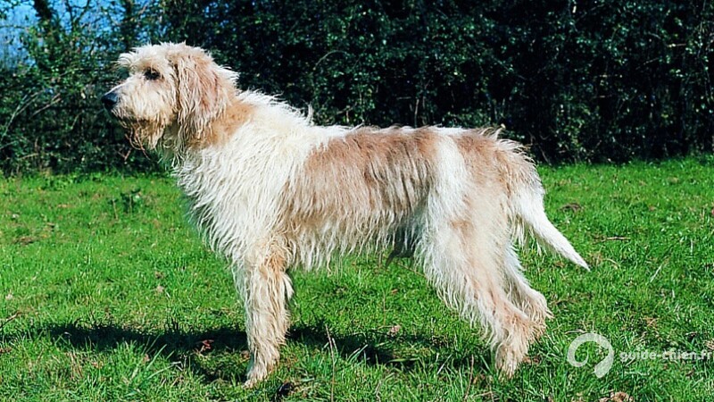 GRAND GRIFFON VENDEEN