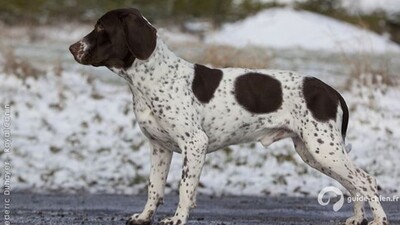 CHIEN D ARRET DANOIS ANCESTRAL