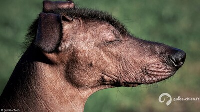 XOLOITZCUINTLE