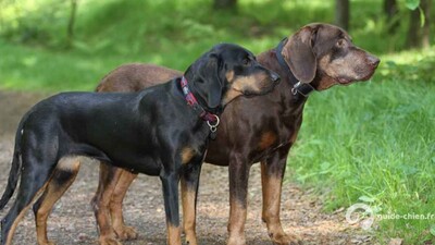 CHIEN COURANT POLONAIS