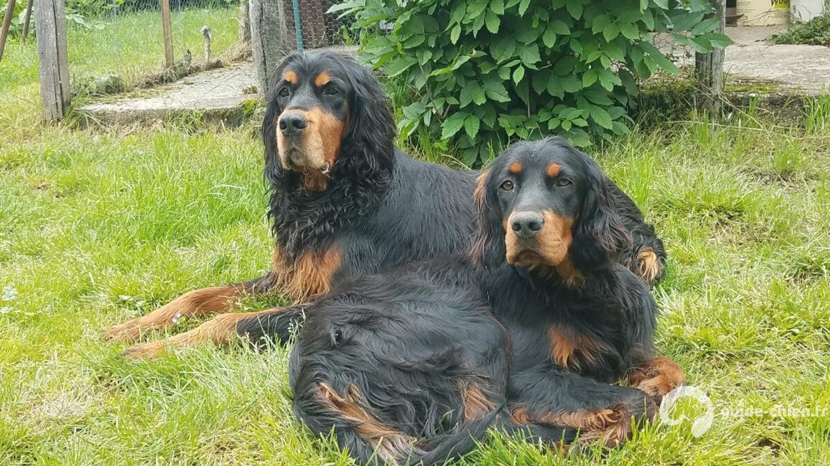 SETTER GORDON