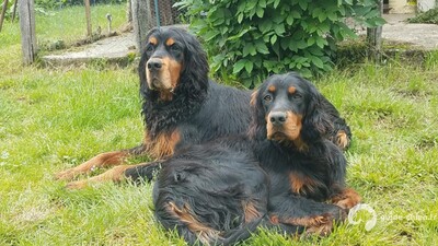 SETTER GORDON
