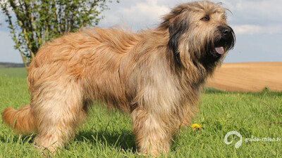 CHIEN DE BERGER CATALAN
