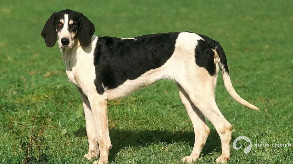 FRANC AIS BLANC ET NOIR