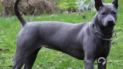 CHIEN THAILANDAIS A CRETE DORSALE