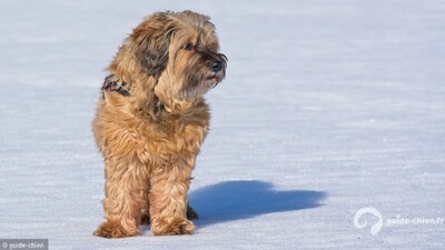 TERRIER TIBETAIN