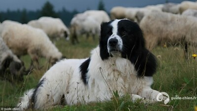BERGER DE BOSNIE-HERZEGOVINE ET DE CROATIE