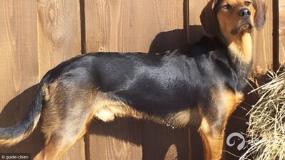 BRACHET TYROLIEN