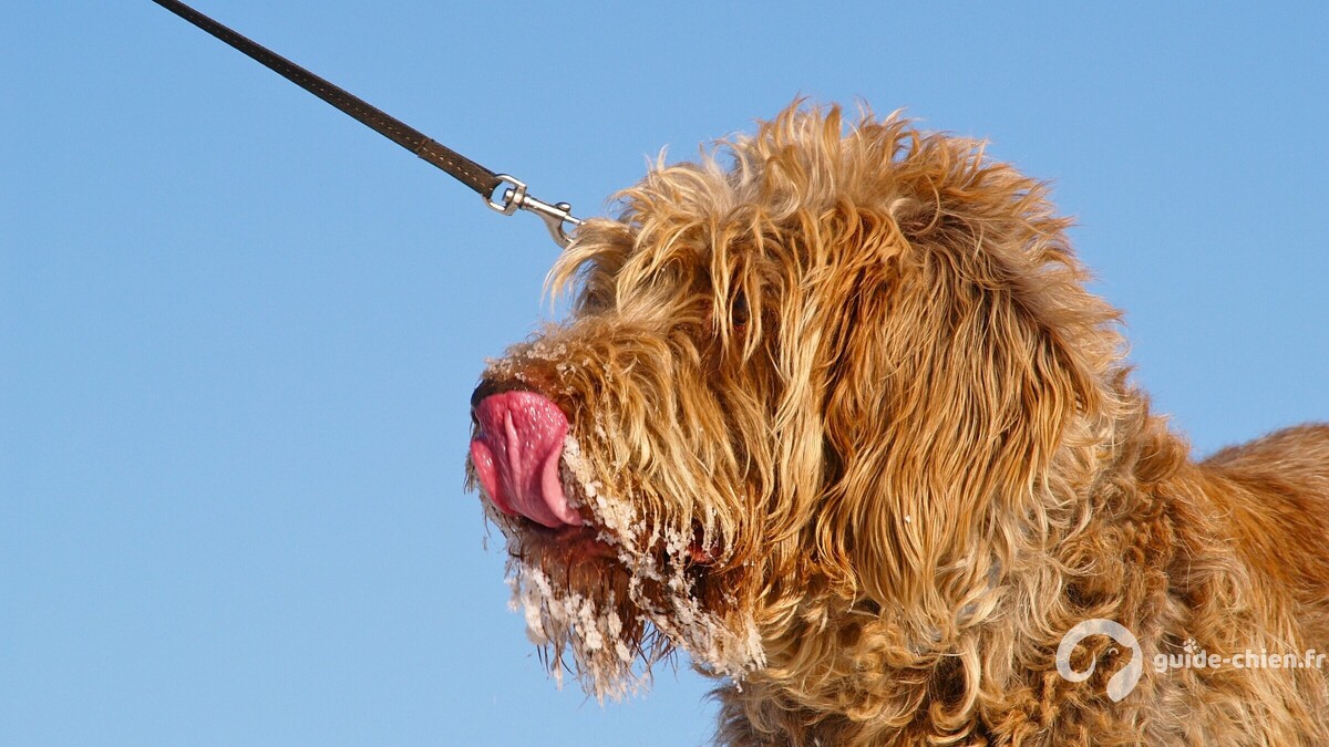 Photo chien race Spinone
