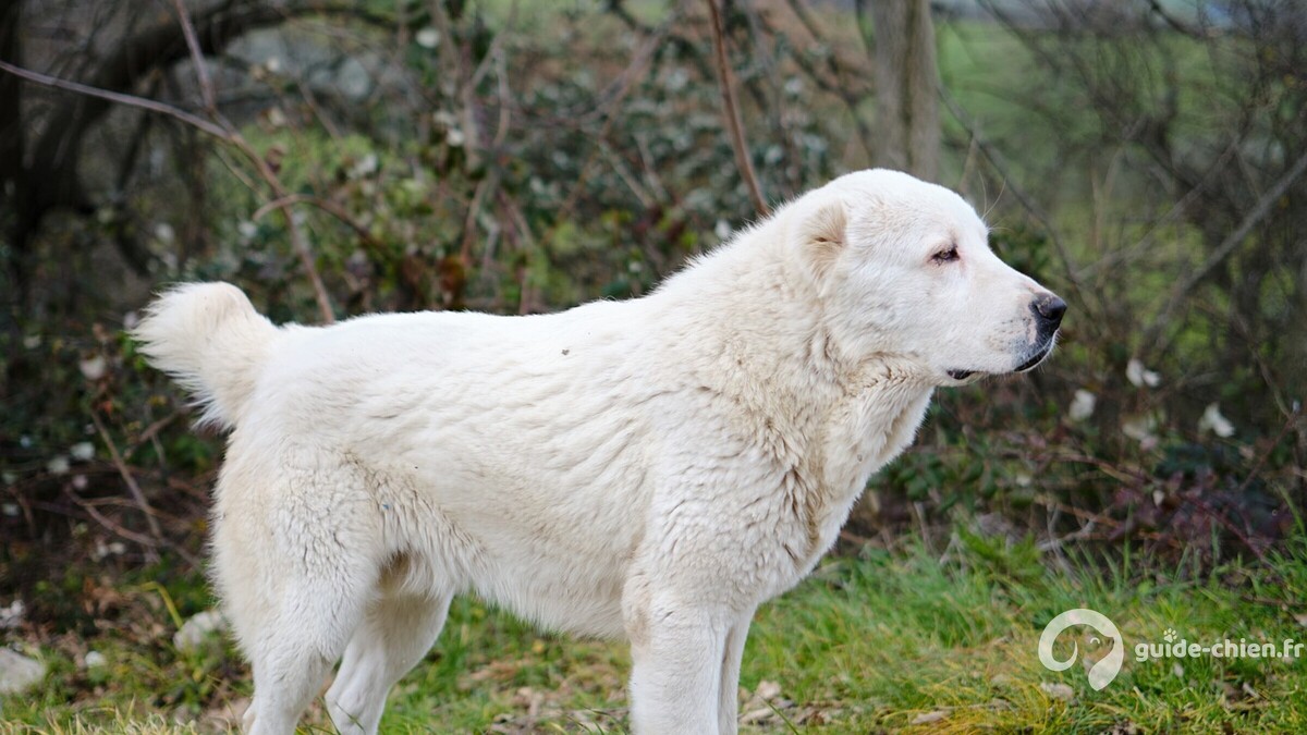 Photo chien BERGER D'ASIE CENTRALE