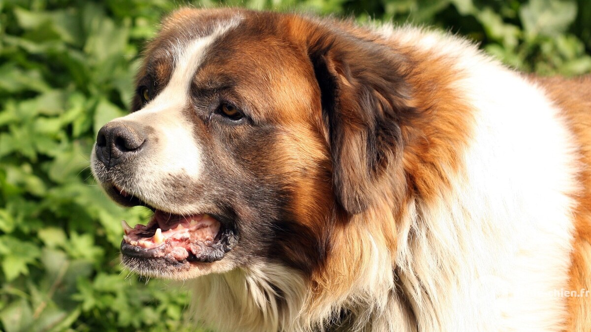 Photo de Saint-Bernard