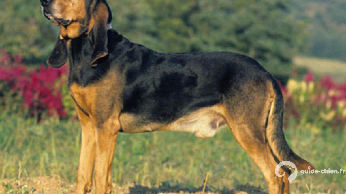 photo Chien Courant Serbe