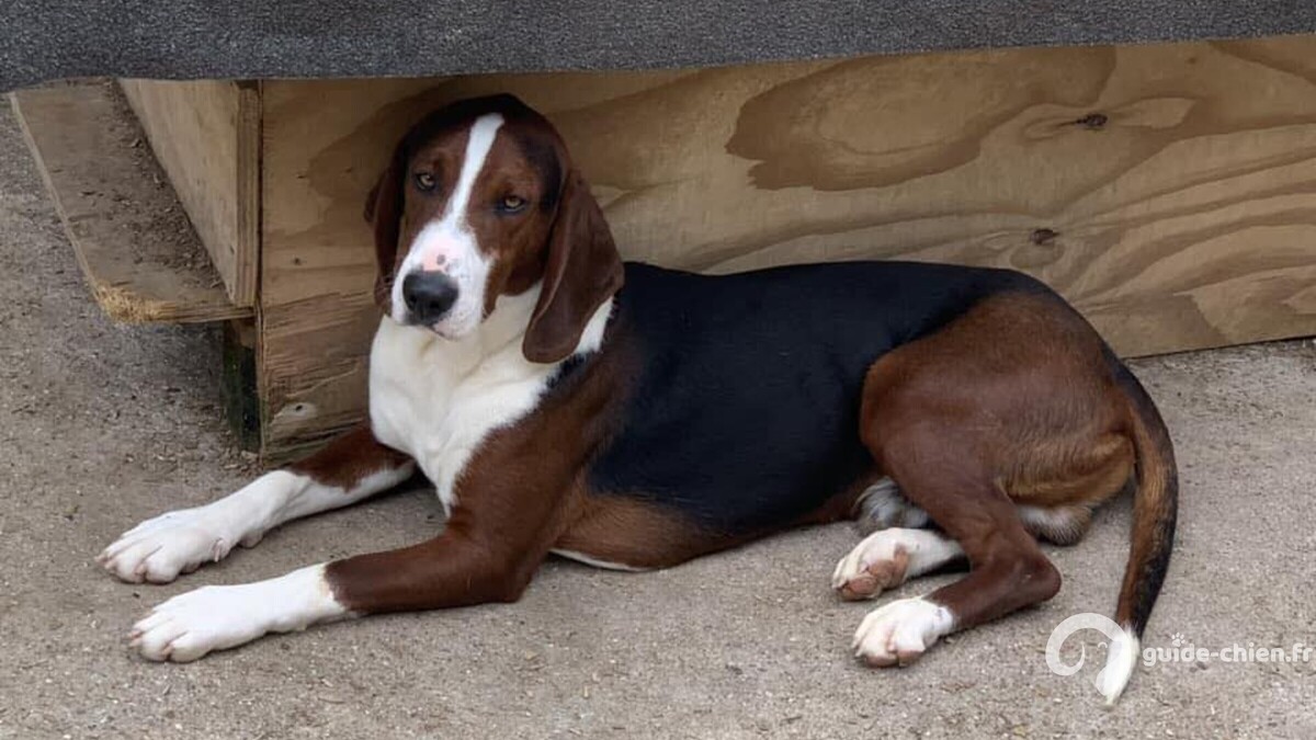 Photo Chien Courant Tricolore Serbe