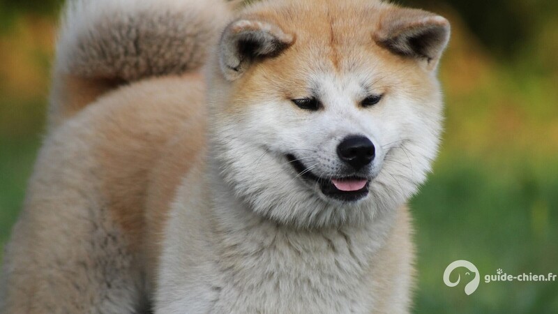 Akita Inu