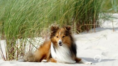 CHIEN DE BERGER DES SHETLAND