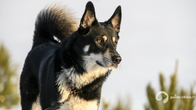 Chien de race LAIKA DE SIBERIE ORIENTALE