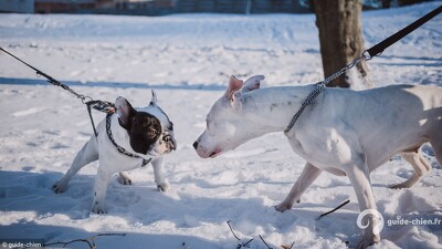 Socialisation chien