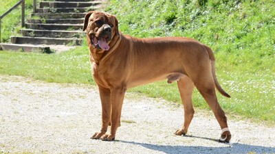 Chien de race Tosa