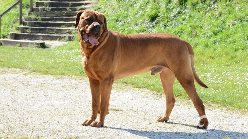 Chien de race Tosa